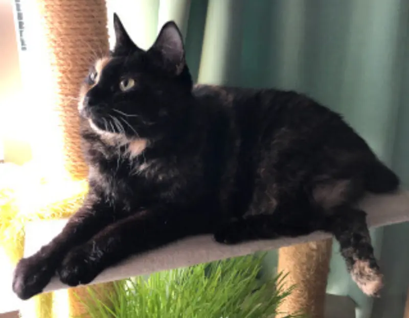 猫砂（固まる紙砂）で安くて使いやすいのは？