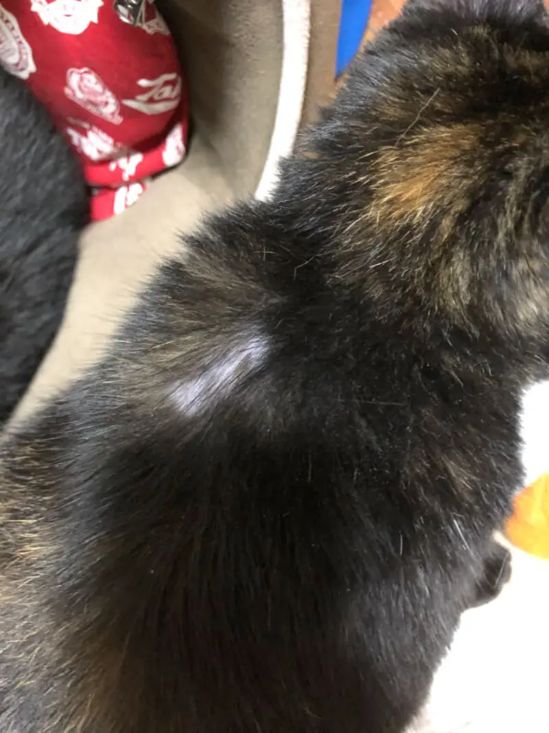 猫のノミ取り（フロントライン）でハゲができた