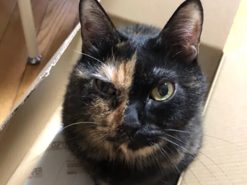 顔半分の猫は片目が弱いのかしら？