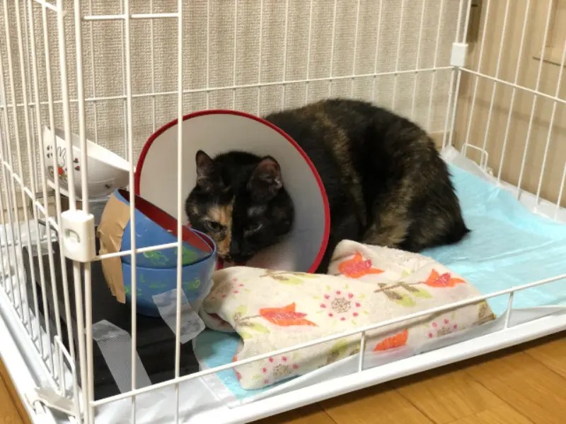 猫の膿が破裂してお尻の隣を縫った話