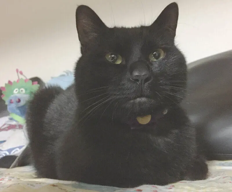 猫の便秘を甘く見るとトンでもない事件になると言う話