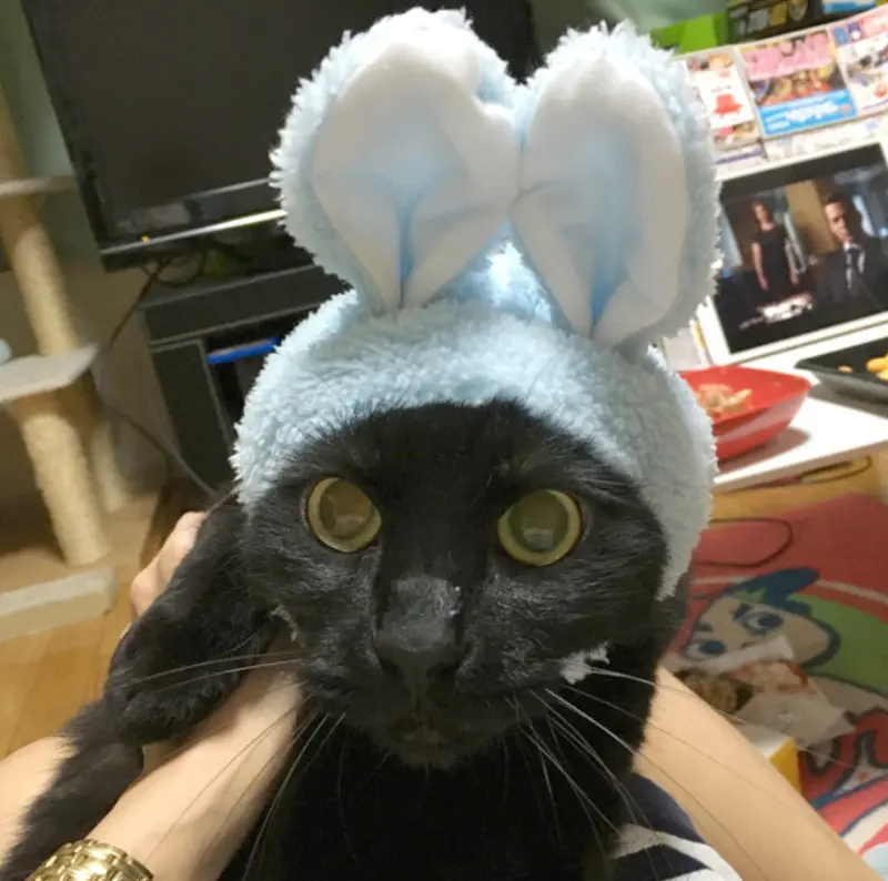 便秘猫に猫草をあげよう