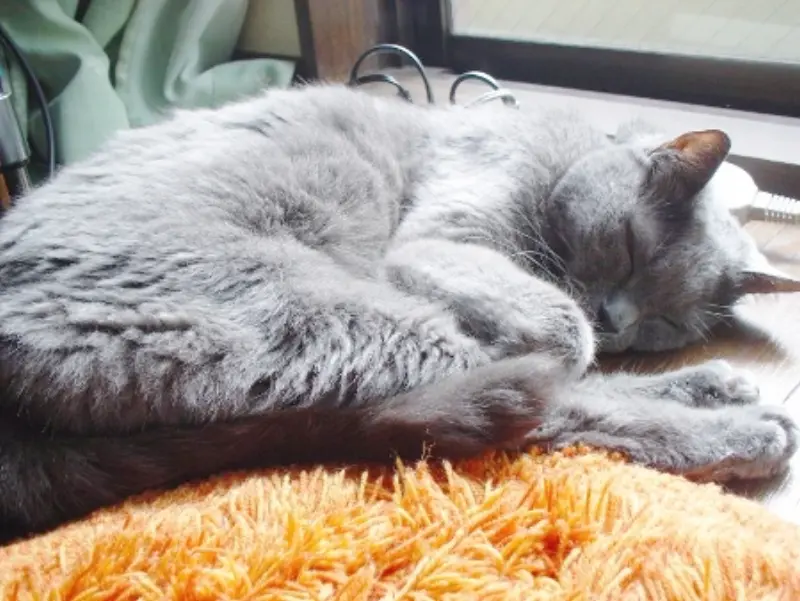 猫への愛情表現