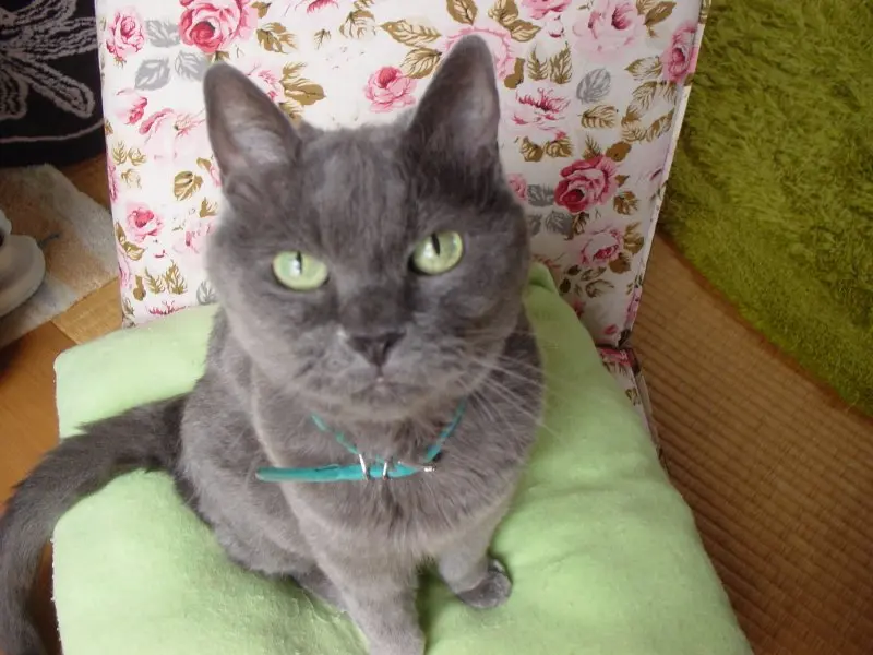 【ニュース】死因トップの腎不全から猫を救う特効薬の最前線