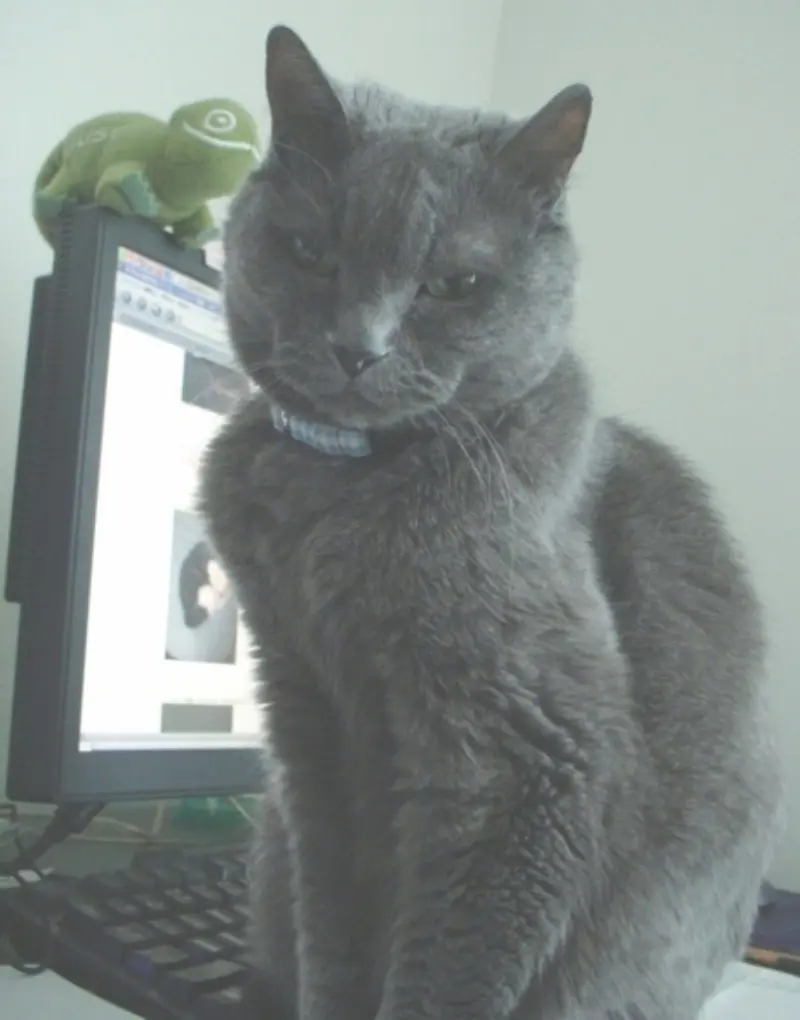 猫の腎不全って気付いてからは早いのニャ…