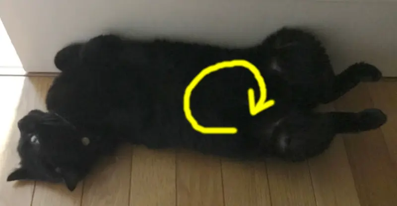黒猫康太のお腹を時計回りにマッサージ