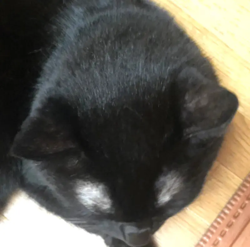 黒猫康太の頭頂部