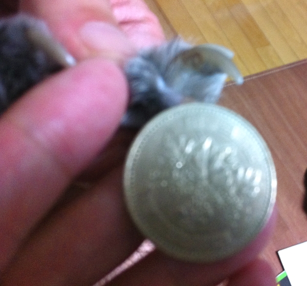 大きくなったワタシの爪を500円玉と比較