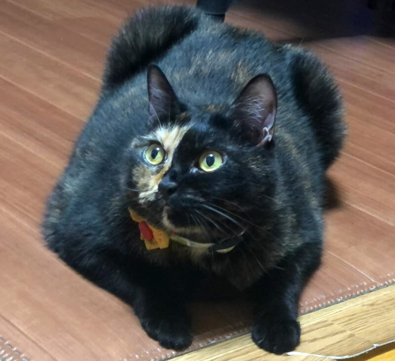 5.2kgのおデブ猫エル