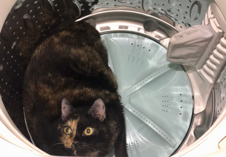 さび猫のエルは洗濯機がお気に入り