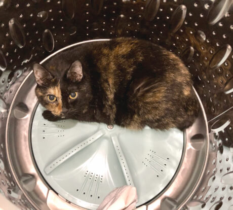 洗濯機が大好きなさび猫ののエル